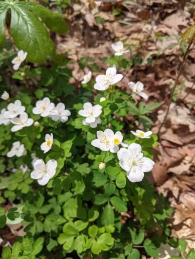 Hudsonville Nature Center - Hudsonville,