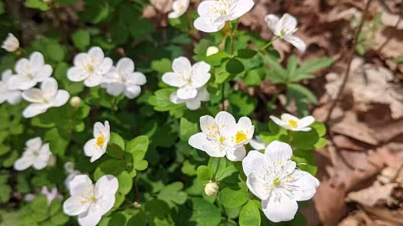 Hudsonville Nature Center - Hudsonville,