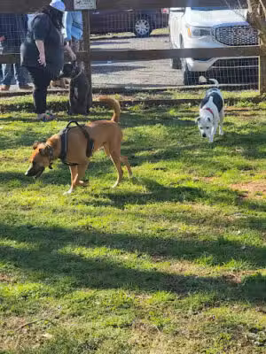 Hueytown Dog Park - Hueytown, AL