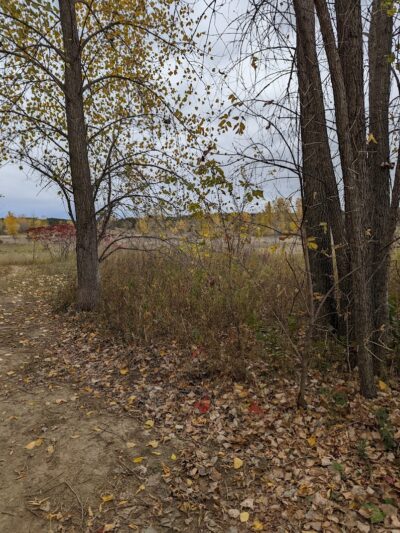 Future Irish Avenue Park - Hugo, MN