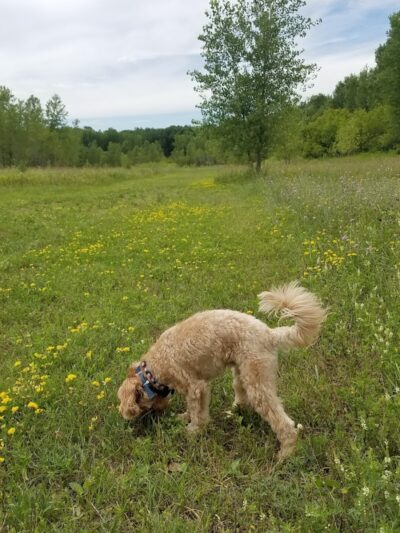 Future Irish Avenue Park - Hugo, MN