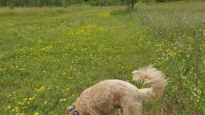 Future Irish Avenue Park - Hugo, MN
