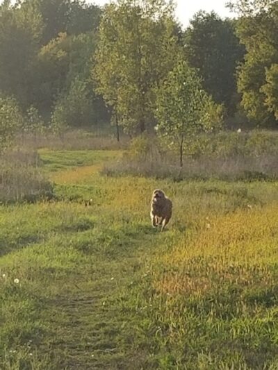 Future Irish Avenue Park - Hugo, MN