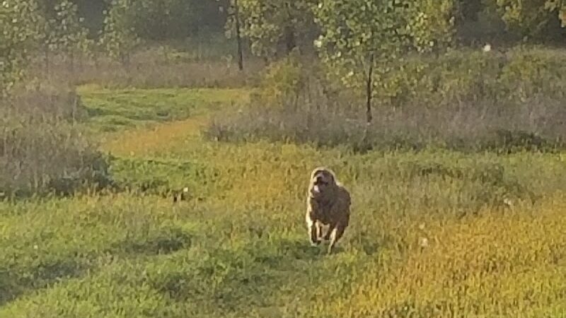 Future Irish Avenue Park - Hugo, MN