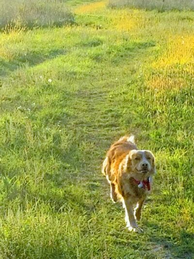 Future Irish Avenue Park - Hugo, MN