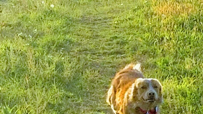 Future Irish Avenue Park - Hugo, MN