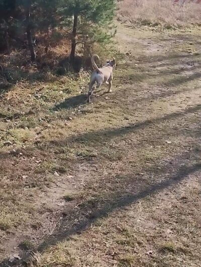 Future Irish Avenue Park - Hugo, MN