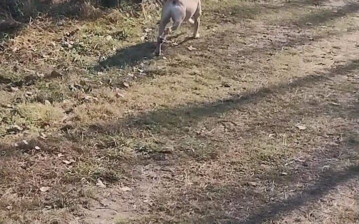 Future Irish Avenue Park - Hugo, MN