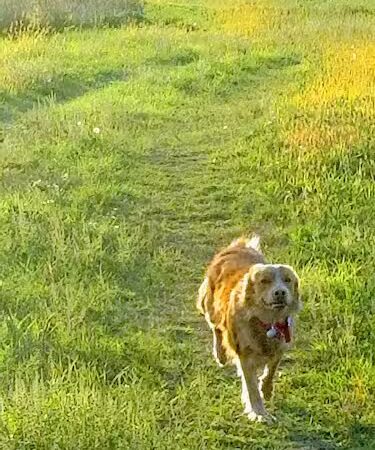 Future Irish Avenue Park - Hugo, MN