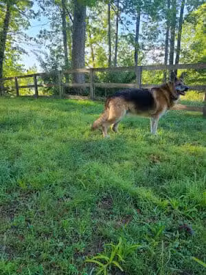 Mountain Valley Kennel - Hume, VA