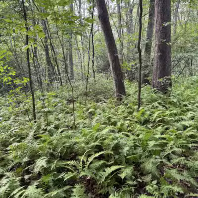 Berkeley Jackson County Park - Huntington, NY