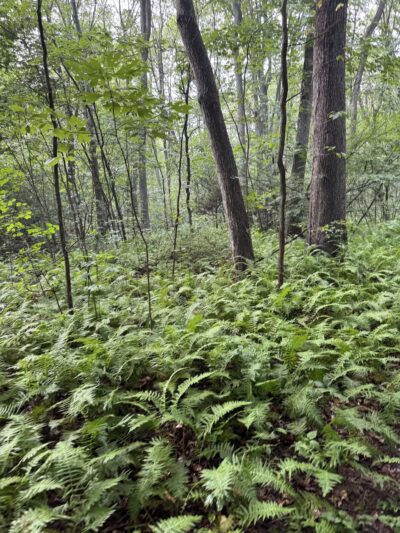 Berkeley Jackson County Park - Huntington, NY