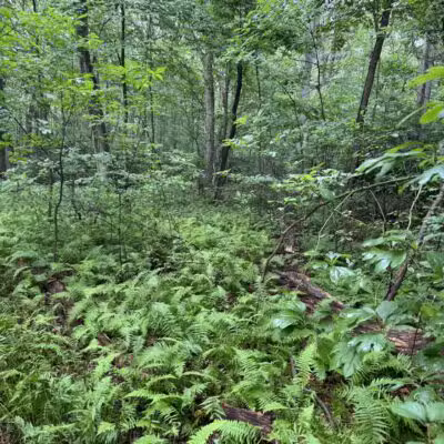 Berkeley Jackson County Park - Huntington, NY