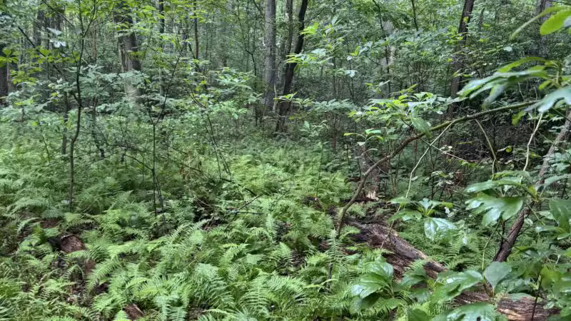 Berkeley Jackson County Park - Huntington, NY