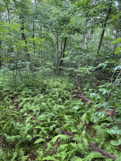 Berkeley Jackson County Park - Huntington, NY