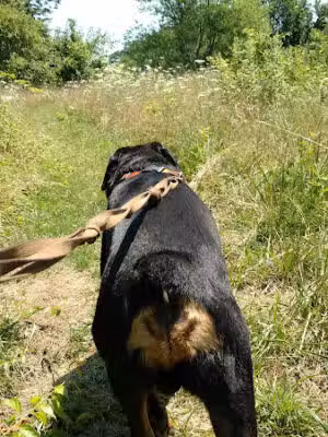 Carpenter Farm Park - Huntington, NY