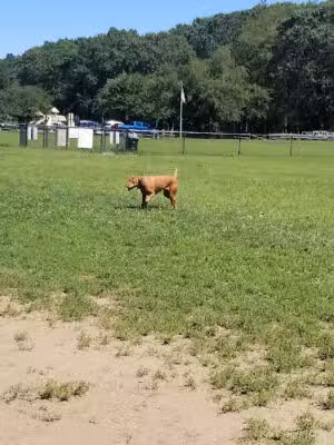 West Hills Big Dog Run - Huntington, NY