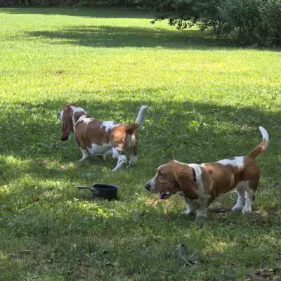 West Hills Big Dog Run - Huntington, NY