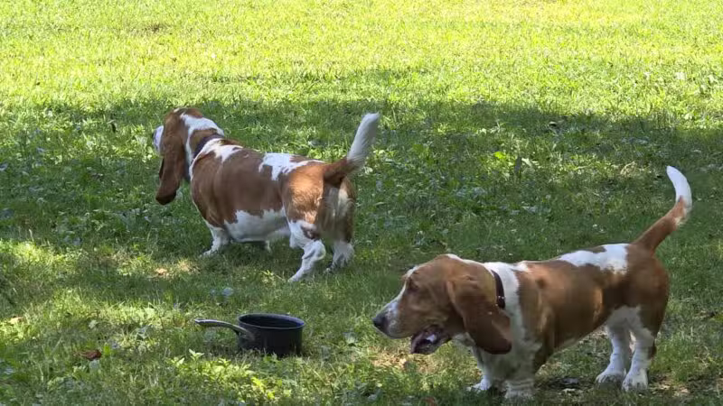 West Hills Big Dog Run - Huntington, NY