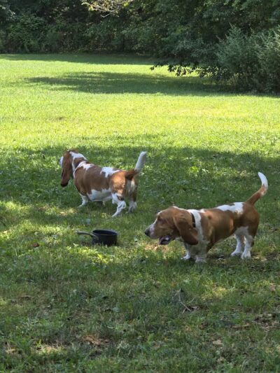 West Hills Big Dog Run - Huntington, NY