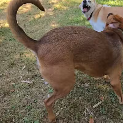 West Hills Big Dog Run - Huntington, NY