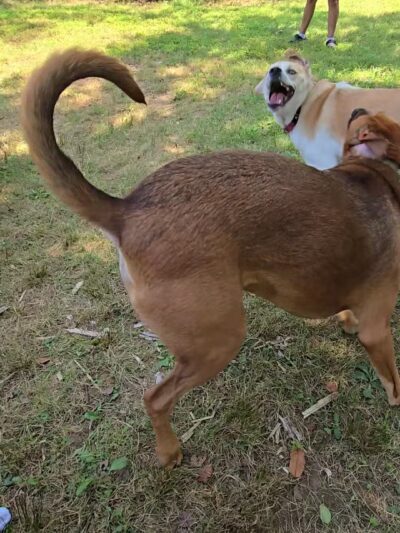 West Hills Big Dog Run - Huntington, NY