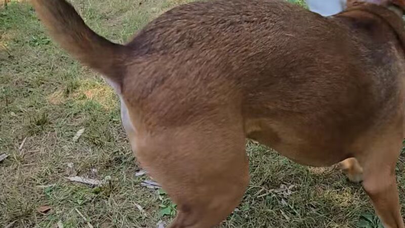 West Hills Big Dog Run - Huntington, NY