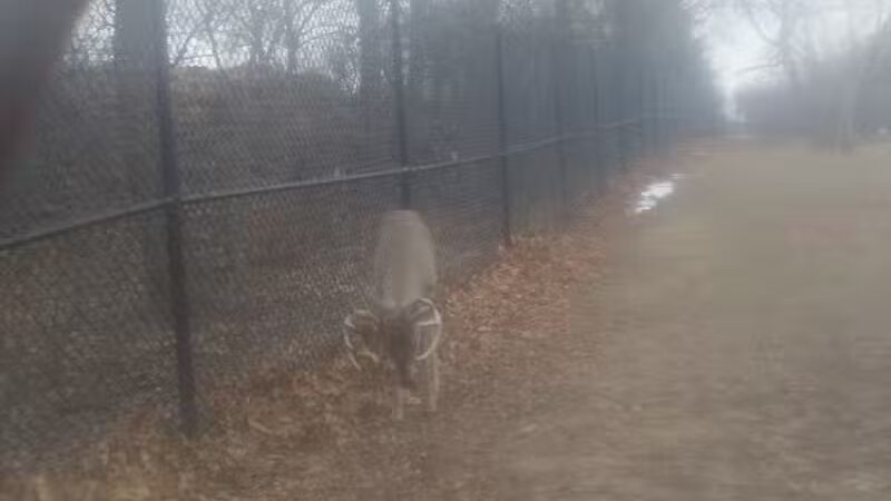 Scotia Park - Huntington Woods,