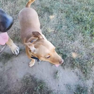 Erie Metro Bark Park - Huron, OH - Huron,
