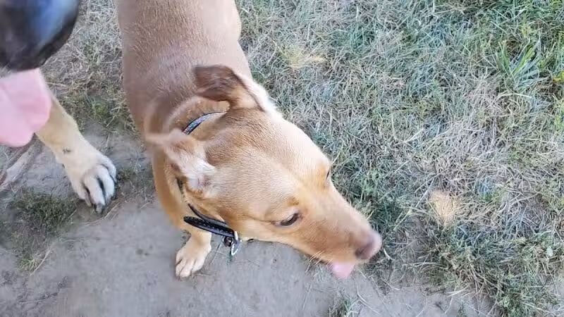 Erie Metro Bark Park - Huron, OH - Huron,