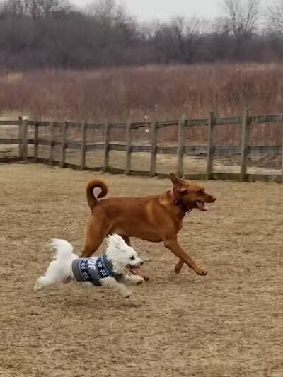 Erie Metro Bark Park - Huron, OH - Huron,