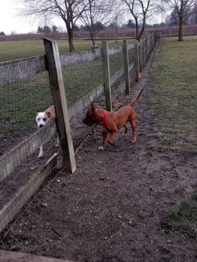 Erie Metro Bark Park - Huron, OH - Huron,