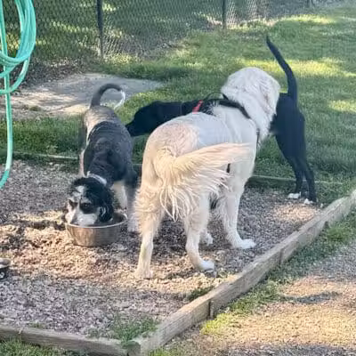 Erie Metro Bark Park - Huron, OH - Huron,