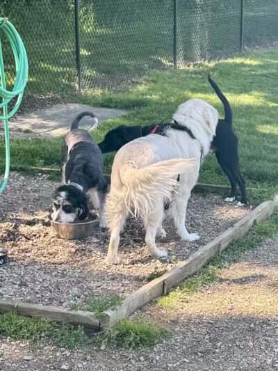 Erie Metro Bark Park - Huron, OH - Huron,