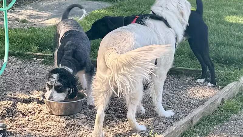 Erie Metro Bark Park - Huron, OH - Huron,