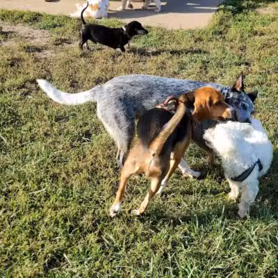 Erie Metro Bark Park - Huron, OH - Huron,