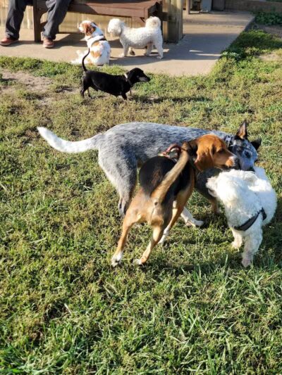 Erie Metro Bark Park - Huron, OH - Huron,