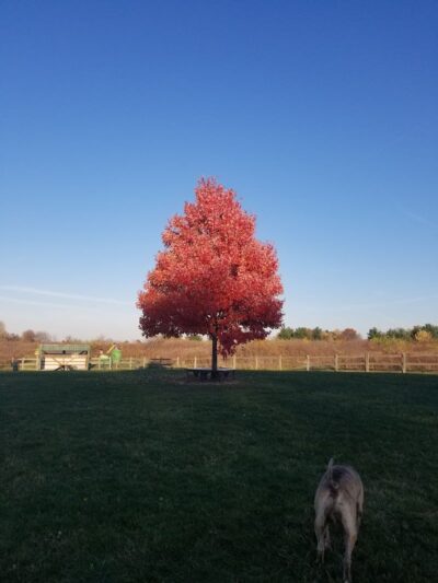 Erie Metro Bark Park - Huron, OH - Huron, OH