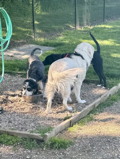 Erie Metro Bark Park - Huron, OH - Huron, OH