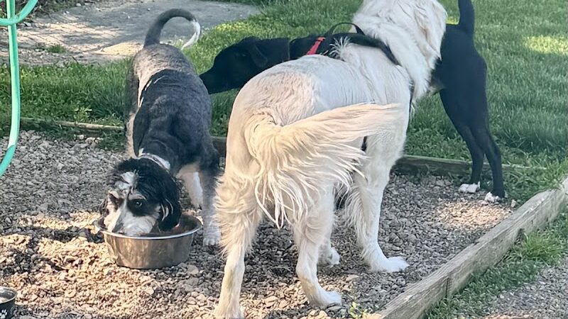 Erie Metro Bark Park - Huron, OH - Huron, OH