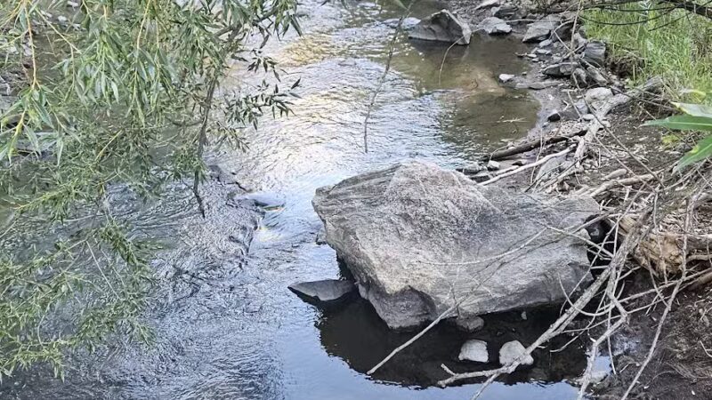 Lair o’ the Bear Park - Idledale, CO