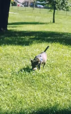 Pitcher Dog Park - Independence, MO