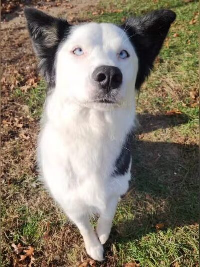 Indian River Pet Resort - Indian River, MI