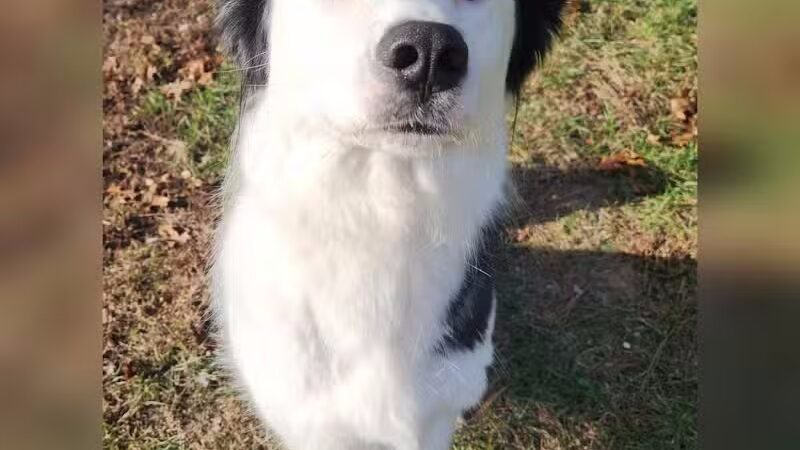 Indian River Pet Resort - Indian River, MI