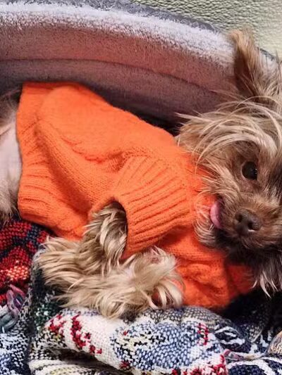 Indian River Pet Resort - Indian River, MI