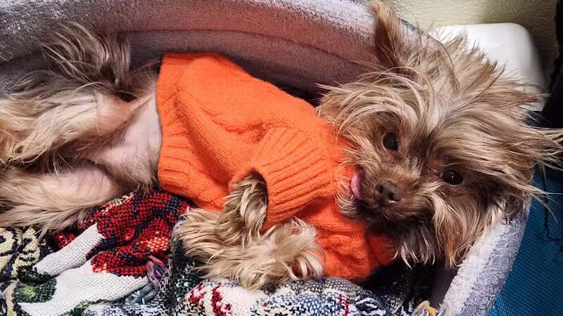 Indian River Pet Resort - Indian River, MI