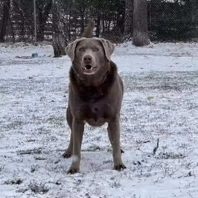 Indian River Pet Resort - Indian River, MI