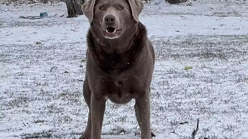 Indian River Pet Resort - Indian River, MI