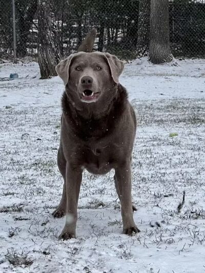 Indian River Pet Resort - Indian River, MI