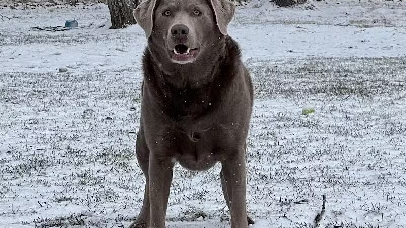 Indian River Pet Resort - Indian River, MI